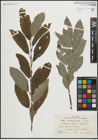 Foto von Salix pseudomedemii E. L. Wolf